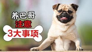 巴哥全新爆料视频播放,独家内幕大公开！  第3张